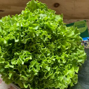 Batavia sla groen (per stuk) uit eigen tuin bio