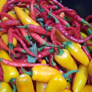 Gemengde pepers 100 gram (bio* KN)