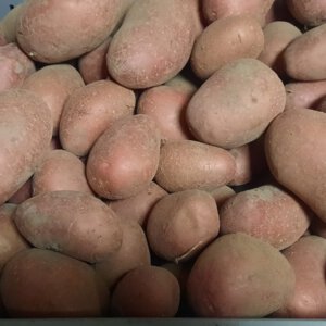 Bildstar aardappelen 2kg (bio)