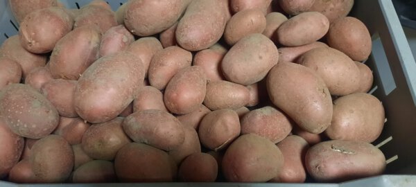 Bildstar aardappelen 2kg (bio)