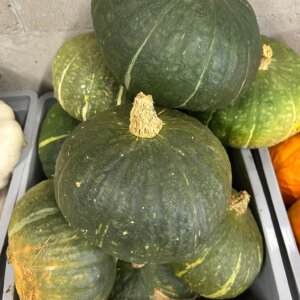 Pompoen, groen, groot (bio* EH)