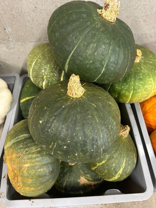 Pompoen, groen, groot (bio* EH)