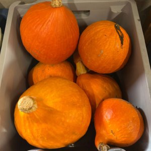Pompoen, oranje, groot (bio* EH)