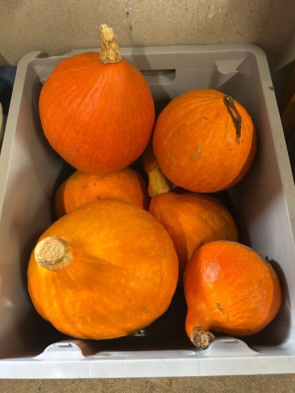 Pompoen, oranje, klein (bio* EH)