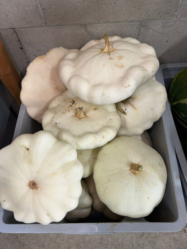 Courgette, wit, per stuk (bio* EH)