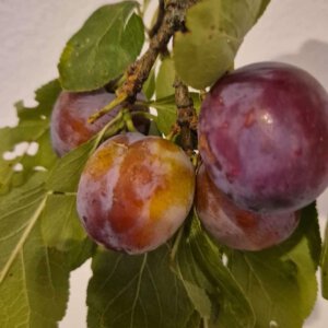 Nieuwe oogst pruimen, 700 gr (bio* KN)