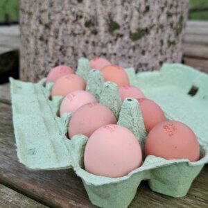 Eieren (doos10 st) bio