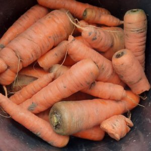 Winterwortelen, +/- 1 kg (bio*, KN)